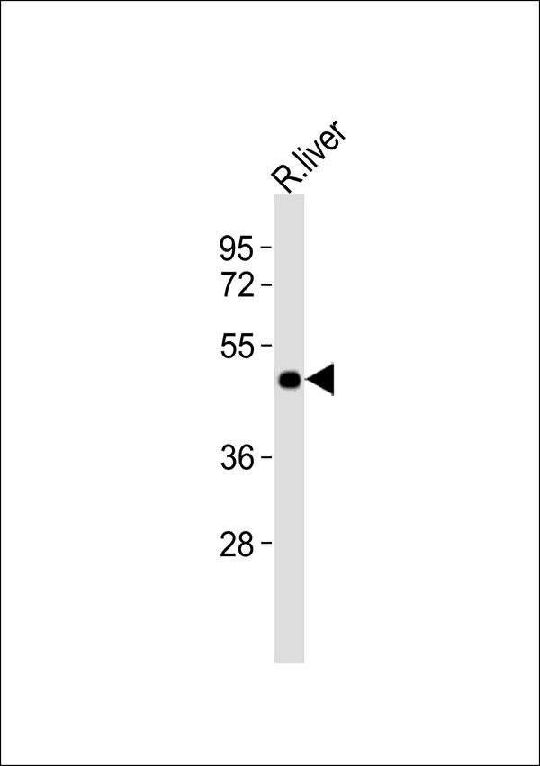 WB - GPR41 Antibody AP51949